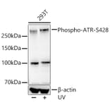 Western Blot - Anti-ATR (phospho Ser428) Antibody [ARC55118] (A306035) - Antibodies.com