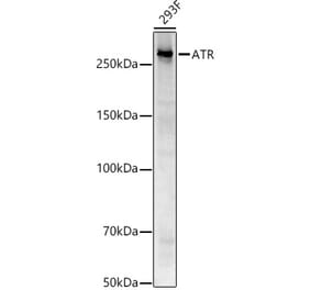 Western Blot - Anti-ATR Antibody [ARC53816] (A306036) - Antibodies.com