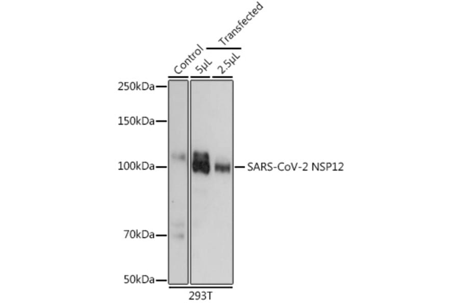 Western Blot - Anti-SARS-CoV2 NSP12 Antibody (A306039) - Antibodies.com