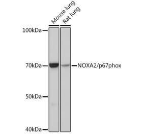 Western Blot - Anti-NOXA2/p67phox Antibody [ARC0828] (A306041) - Antibodies.com