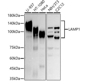 Western Blot - Anti-LAMP1 Antibody (A306043) - Antibodies.com