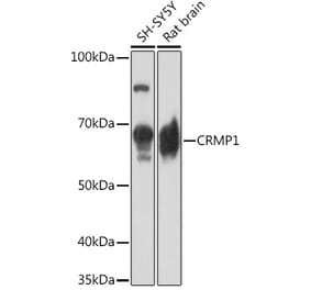 Western Blot - Anti-CRMP1 Antibody [ARC1918] (A306048) - Antibodies.com