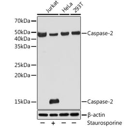 Western Blot - Anti-Caspase-2 Antibody [ARC0317] (A306049) - Antibodies.com