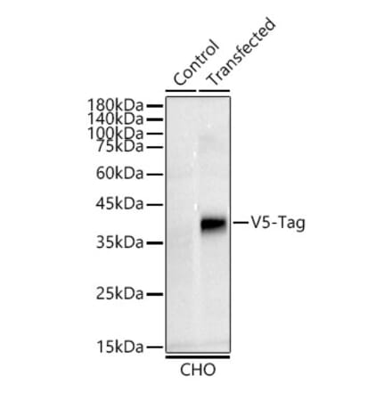 Western Blot - Anti-V5 Tag Antibody [ARC50445] (A306050) - Antibodies.com