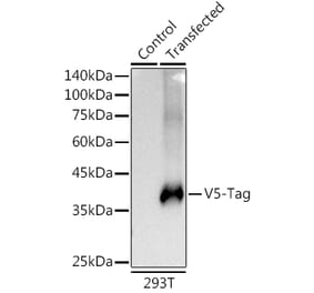 Western Blot - Anti-V5 Tag Antibody [ARC50435] (A306051) - Antibodies.com