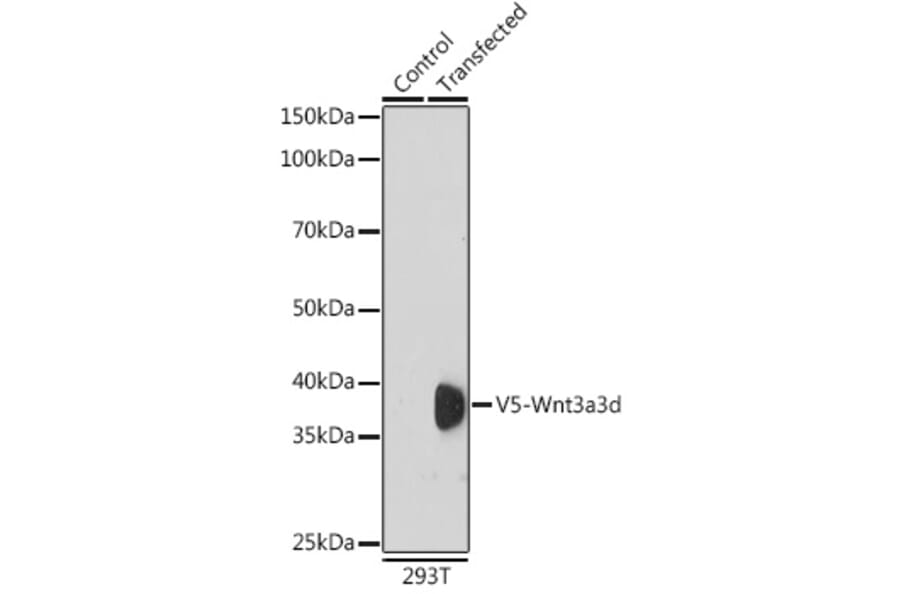 Western Blot - Anti-V5 Tag Antibody (A306052) - Antibodies.com