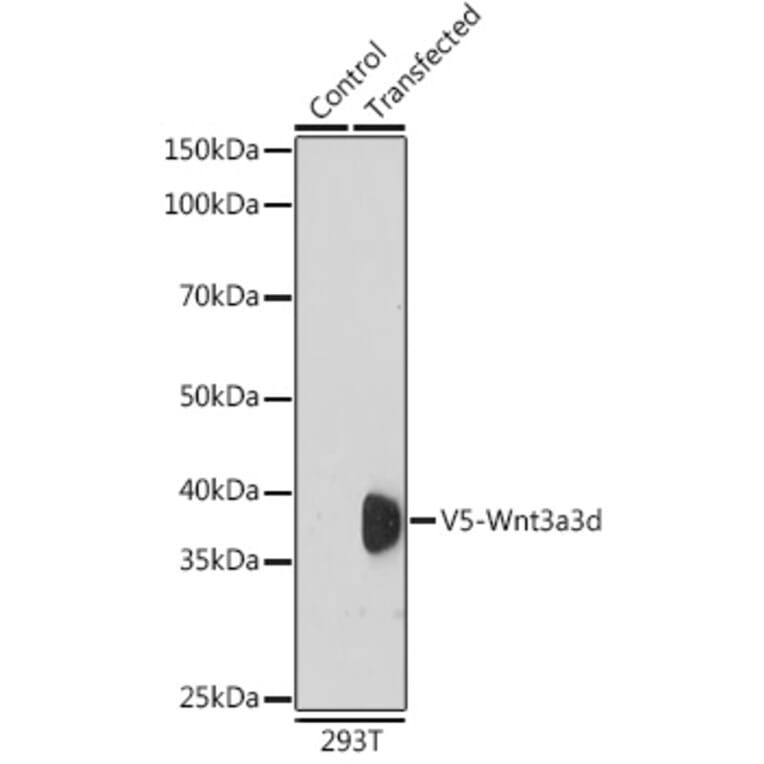 Western Blot - Anti-V5 Tag Antibody (A306052) - Antibodies.com