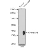 Western Blot - Anti-V5 Tag Antibody (A306052) - Antibodies.com