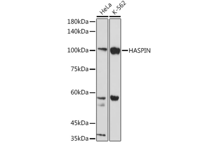 Western Blot - Anti-Haspin Antibody (A306056) - Antibodies.com