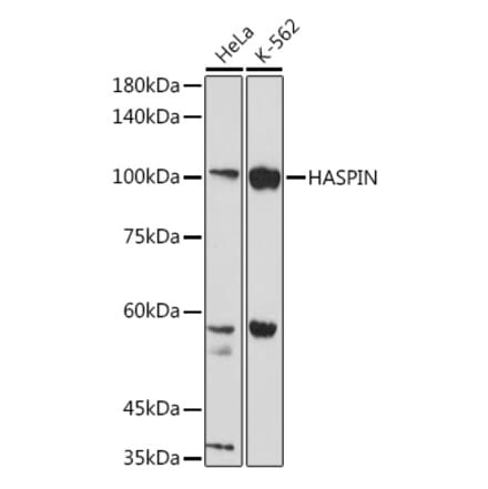 Western Blot - Anti-Haspin Antibody (A306056) - Antibodies.com