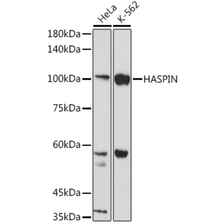 Western Blot - Anti-Haspin Antibody (A306056) - Antibodies.com