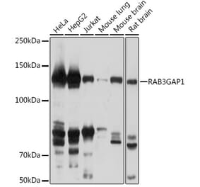 Western Blot - Anti-RAB3GAP1 Antibody (A306057) - Antibodies.com