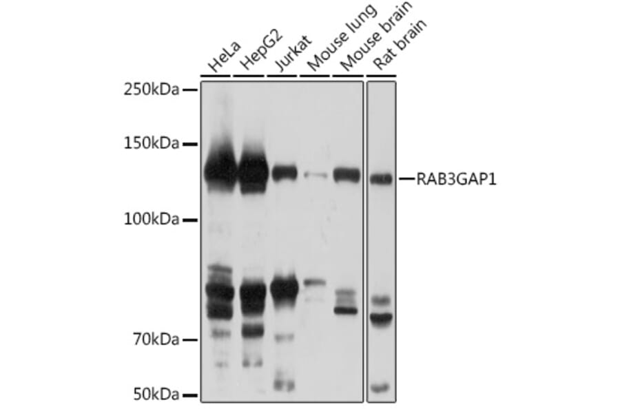 Western Blot - Anti-RAB3GAP1 Antibody (A306057) - Antibodies.com