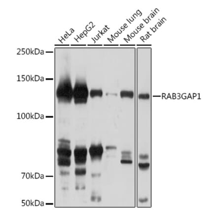 Western Blot - Anti-RAB3GAP1 Antibody (A306057) - Antibodies.com