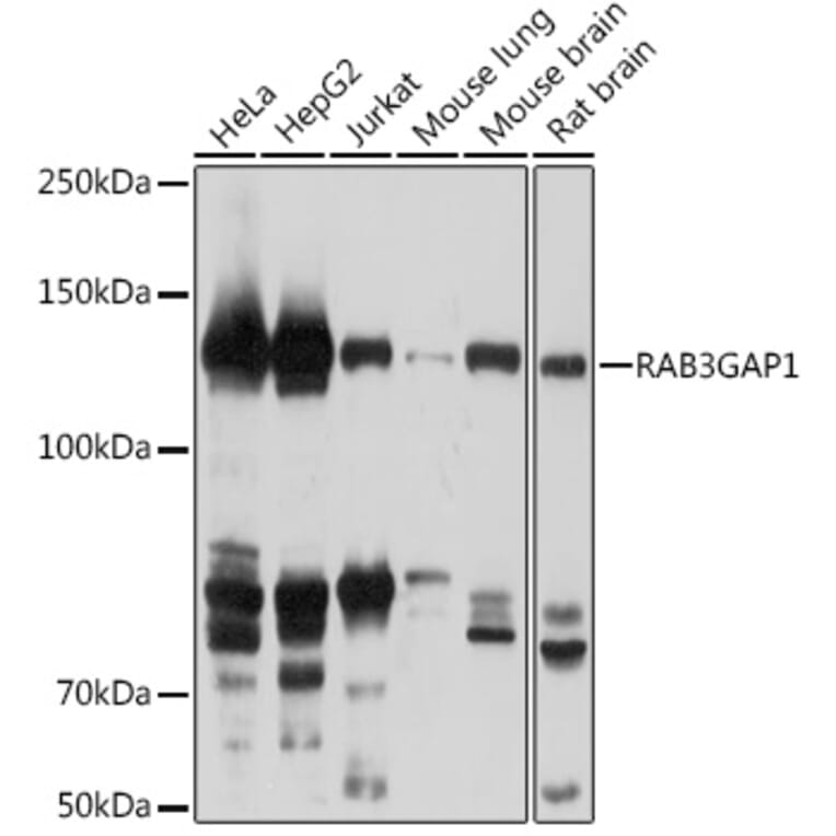 Western Blot - Anti-RAB3GAP1 Antibody (A306057) - Antibodies.com