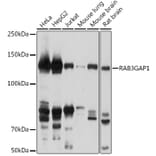 Western Blot - Anti-RAB3GAP1 Antibody (A306057) - Antibodies.com