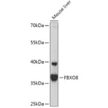 Western Blot - Anti-FBXO8/FBS Antibody (A306058) - Antibodies.com