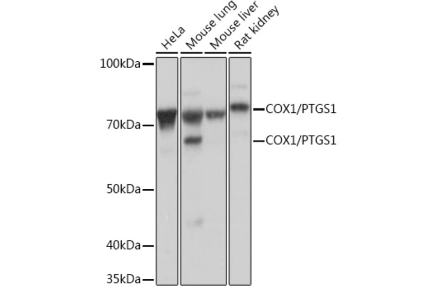 Western Blot - Anti-COX1/Cyclooxygenase 1 Antibody [ARC0960] (A306059) - Antibodies.com