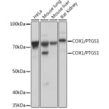 Western Blot - Anti-COX1/Cyclooxygenase 1 Antibody [ARC0960] (A306059) - Antibodies.com