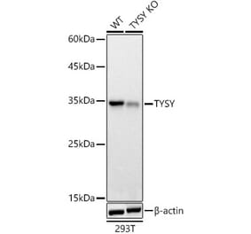 Western Blot - Anti-Thymidylate Synthase Antibody (A306063) - Antibodies.com