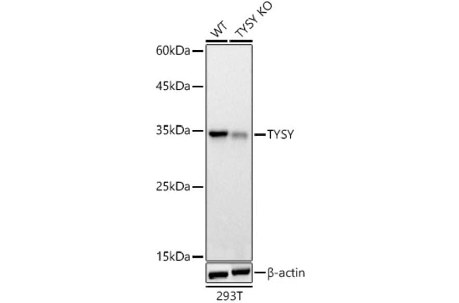 Western Blot - Anti-Thymidylate Synthase Antibody (A306063) - Antibodies.com