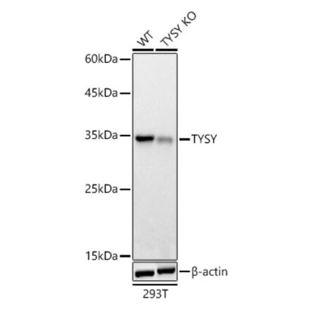 Western Blot - Anti-Thymidylate Synthase Antibody (A306063) - Antibodies.com
