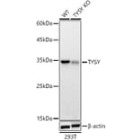 Western Blot - Anti-Thymidylate Synthase Antibody (A306063) - Antibodies.com