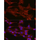 Immunofluorescence - Anti-Thymidylate Synthase Antibody (A306063) - Antibodies.com
