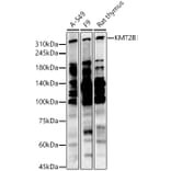 Western Blot - Anti-KMT2B/MLL4 Antibody (A306069) - Antibodies.com