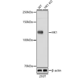 Western Blot - Anti-Hexokinase 1 Antibody [ARC0256] (A306070) - Antibodies.com