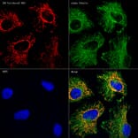 Immunofluorescence - Anti-Hexokinase 1 Antibody [ARC0256] (A306070) - Antibodies.com