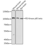 Western Blot - Anti-PI 3 Kinase p85 beta Antibody (A306072) - Antibodies.com