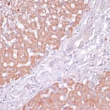 Immunohistochemistry - Anti-PI 3 Kinase p85 beta Antibody (A306072) - Antibodies.com
