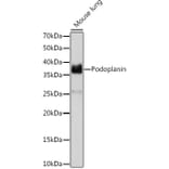 Western Blot - Anti-Podoplanin/gp36 Antibody [ARC1488] (A306073) - Antibodies.com
