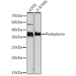 Western Blot - Anti-Podoplanin/gp36 Antibody [ARC1488] (A306073) - Antibodies.com