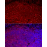 Immunofluorescence - Anti-CD45 Antibody (A306074) - Antibodies.com