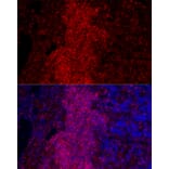 Immunofluorescence - Anti-CD45 Antibody (A306074) - Antibodies.com