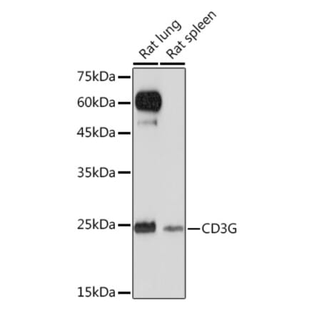 Western Blot - Anti-CD3G Antibody [ARC2105] (A306075) - Antibodies.com