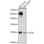 Western Blot - Anti-CD3G Antibody [ARC2105] (A306075) - Antibodies.com