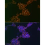 Immunofluorescence - Anti-CD3G Antibody [ARC2105] (A306075) - Antibodies.com