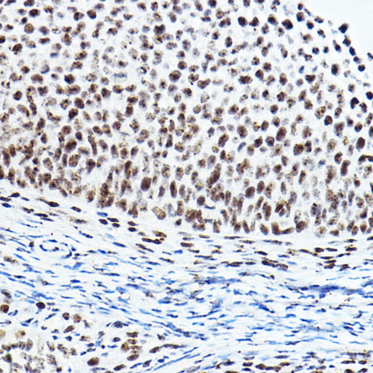Immunohistochemistry - Anti-PTIP Antibody (A306076) - Antibodies.com