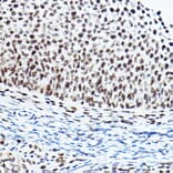 Immunohistochemistry - Anti-PTIP Antibody (A306076) - Antibodies.com