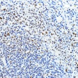 Immunohistochemistry - Anti-PTIP Antibody (A306076) - Antibodies.com