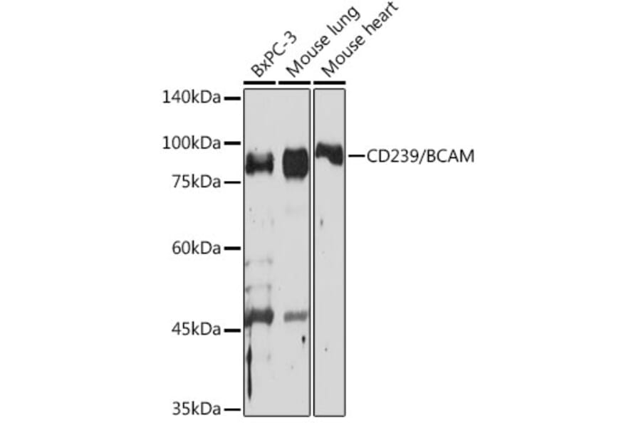Western Blot - Anti-CD239/BCAM Antibody [ARC2252] (A306077) - Antibodies.com
