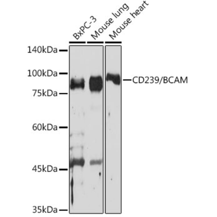 Western Blot - Anti-CD239/BCAM Antibody [ARC2252] (A306077) - Antibodies.com