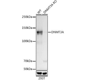 Western Blot - Anti-Dnmt3a Antibody [ARC0138] (A306078) - Antibodies.com