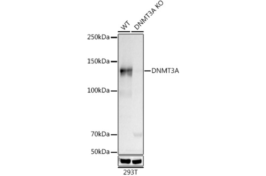 Western Blot - Anti-Dnmt3a Antibody [ARC0138] (A306078) - Antibodies.com
