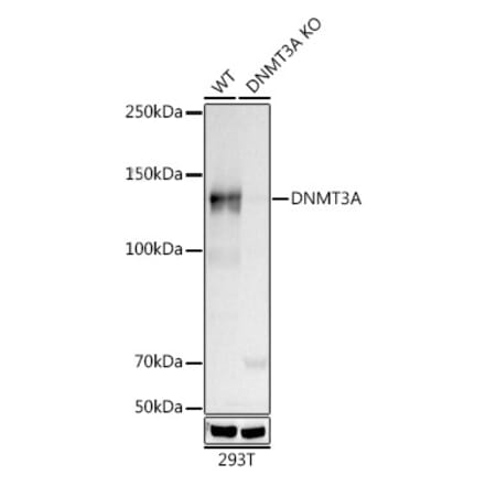 Western Blot - Anti-Dnmt3a Antibody [ARC0138] (A306078) - Antibodies.com