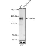 Western Blot - Anti-Dnmt3a Antibody [ARC0138] (A306078) - Antibodies.com