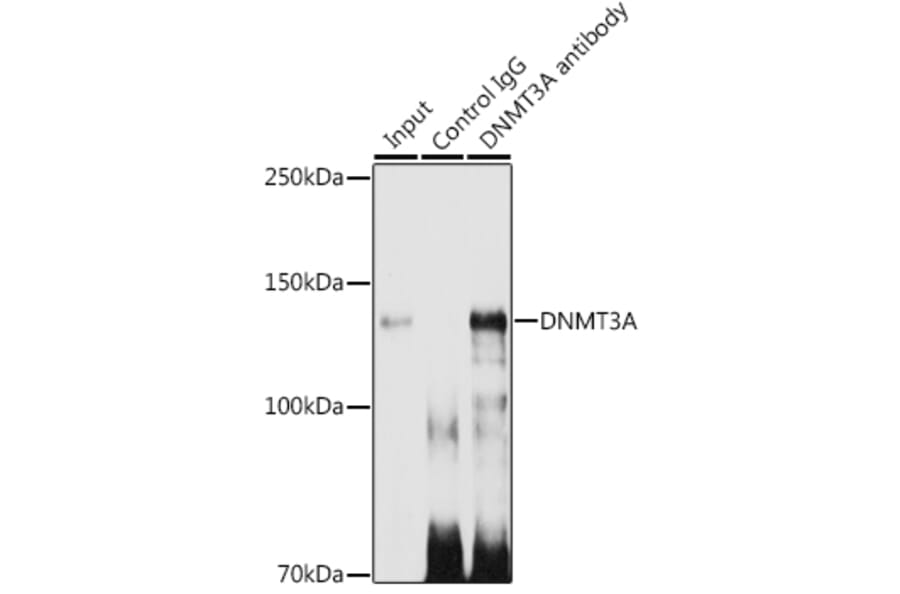 Western Blot - Anti-Dnmt3a Antibody [ARC0138] (A306078) - Antibodies.com